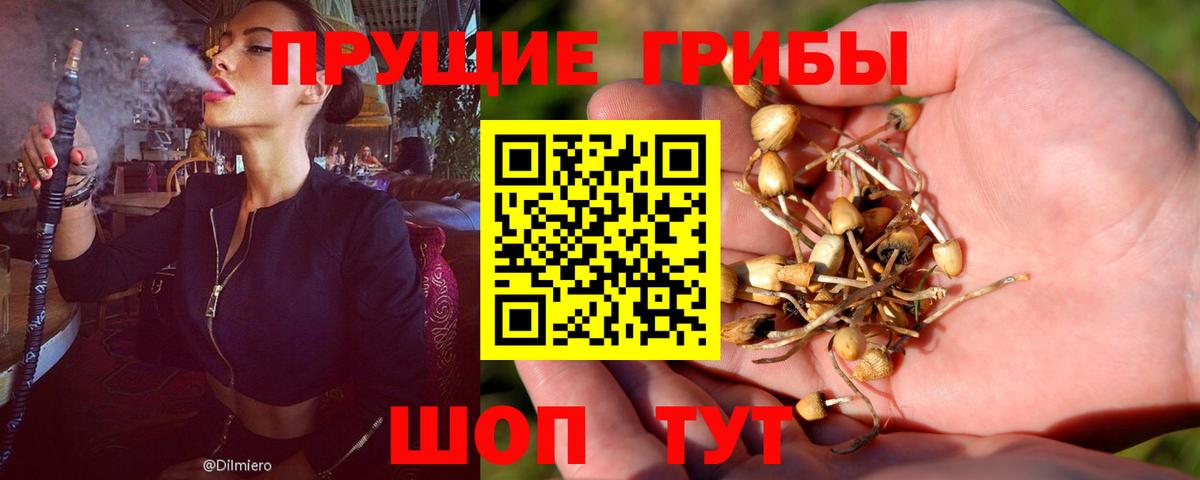 Галлюциногенные грибы Psilocybe Майкоп